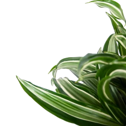 Dracaena Jade Jewel - Op Stam - Drakenbloedboom - P24 H100 - Kamerplant -Kamerplanten Winkel dracaena jade jewel op stam drakenbloedboom p24 h100 5