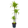 Dracaena Lemon Lime - Op Stam - Drakenbloedboom - P24 H150 - Kamerplant