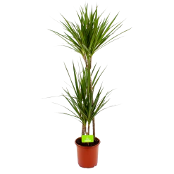 Dracaena Marginata Groen - Op Stam - Drakenbloedboom - P19 H120 - Kamerplant