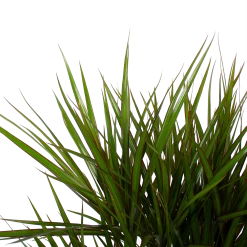 Dracaena Marginata Groen - Vertakt - Drakenbloedboom - P27 H120 - Kamerplant -Kamerplanten Winkel dracaena marginata groen vertakt drakenbloedboom p27 h120 6 3