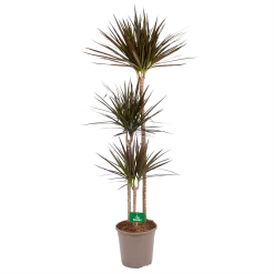 Dracaena Marginata Magenta - Op Stam - Drakenbloedboom - P24 H140 - Kamerplant