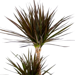 Dracaena Marginata Magenta - Op Stam - Drakenbloedboom - P24 H140 - Kamerplant -Kamerplanten Winkel dracaena marginata magenta op stam drakenbloedboom p24 h140 kamerplant 4