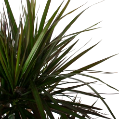 Dracaena Marginata Magenta - Op Stam - Drakenbloedboom - P27 H150 - Kamerplant -Kamerplanten Winkel dracaena marginata magenta op stam drakenbloedboom p27 h150 6