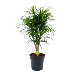 Dracaena Reflexa Anita - Enkele Stam - Drakenbloedboom-p24 H110 - Kamerplant