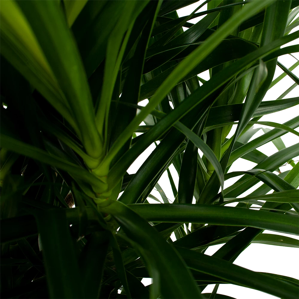 Dracaena Reflexa Anita - Enkele Stam - Drakenbloedboom-p24 H110 - Kamerplant 2 Dracaena Reflexa Anita - Enkele Stam - Drakenbloedboom-p24 H110 - Kamerplant - Afbeelding 2