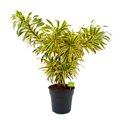 Dracaena Reflexa Song Of India - Vertakt - Drakenbloedboom - P24 H80 - Kamerplant