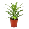 Dracaena White Jewel - Drakenbloedboom - P17 H45 - Kamerplant