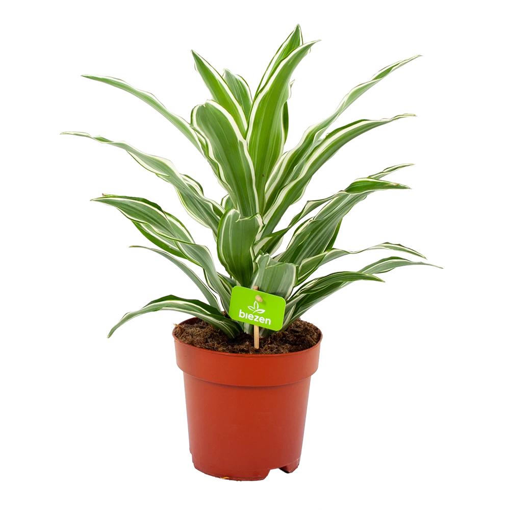 Dracaena White Jewel - Drakenbloedboom - P17 H45 - Kamerplant 1 Dracaena White Jewel - Drakenbloedboom - P17 H45 - Kamerplant