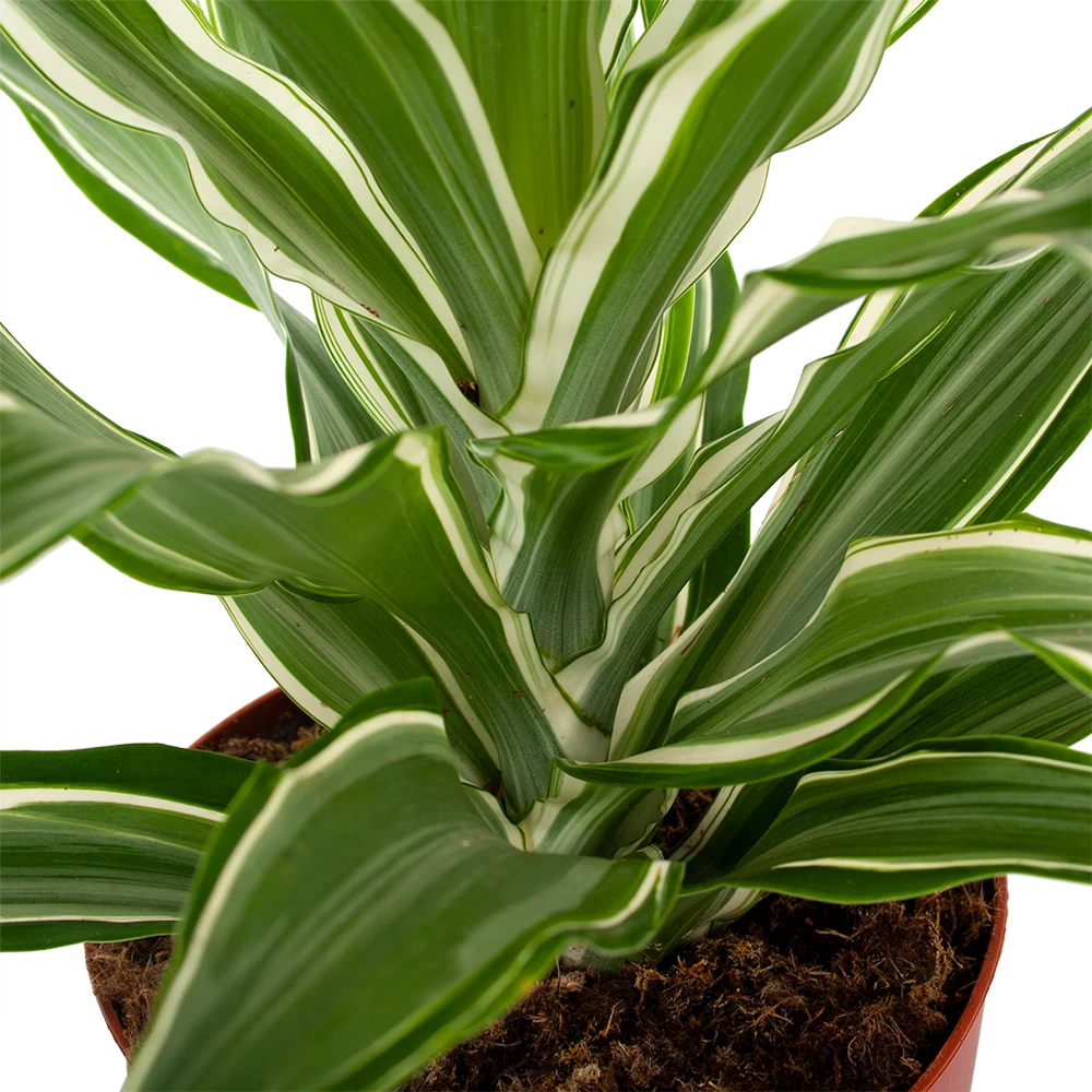 Dracaena White Jewel - Drakenbloedboom - P17 H45 - Kamerplant 2 Dracaena White Jewel - Drakenbloedboom - P17 H45 - Kamerplant - Afbeelding 2