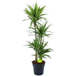 Dracaena White Stripe - Op Stam - Drakenbloedboom - P27 H150 - Kamerplant