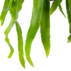 Epiphyllum Pumilum - In Hangpot - P17 H40 - Kamerplant -Kamerplanten Winkel epiphyllum pumilum in hangpot p17 h40 6 1