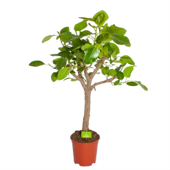 Ficus Altissima - Vertakt - P27 H130 - Kamerplant
