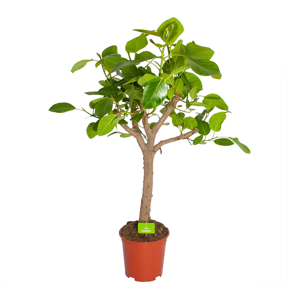 Ficus Altissima - Vertakt - P27 H130 - Kamerplant 1 Ficus Altissima - Vertakt - P27 H130 - Kamerplant
