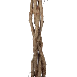 Ficus Benjamina Exotica Op Gevlochten Stam - Treurvijg - P27 H140 - Kamerplant -Kamerplanten Winkel ficus benjamina exotica op gevlochten stam treurvijg p27 h140 6