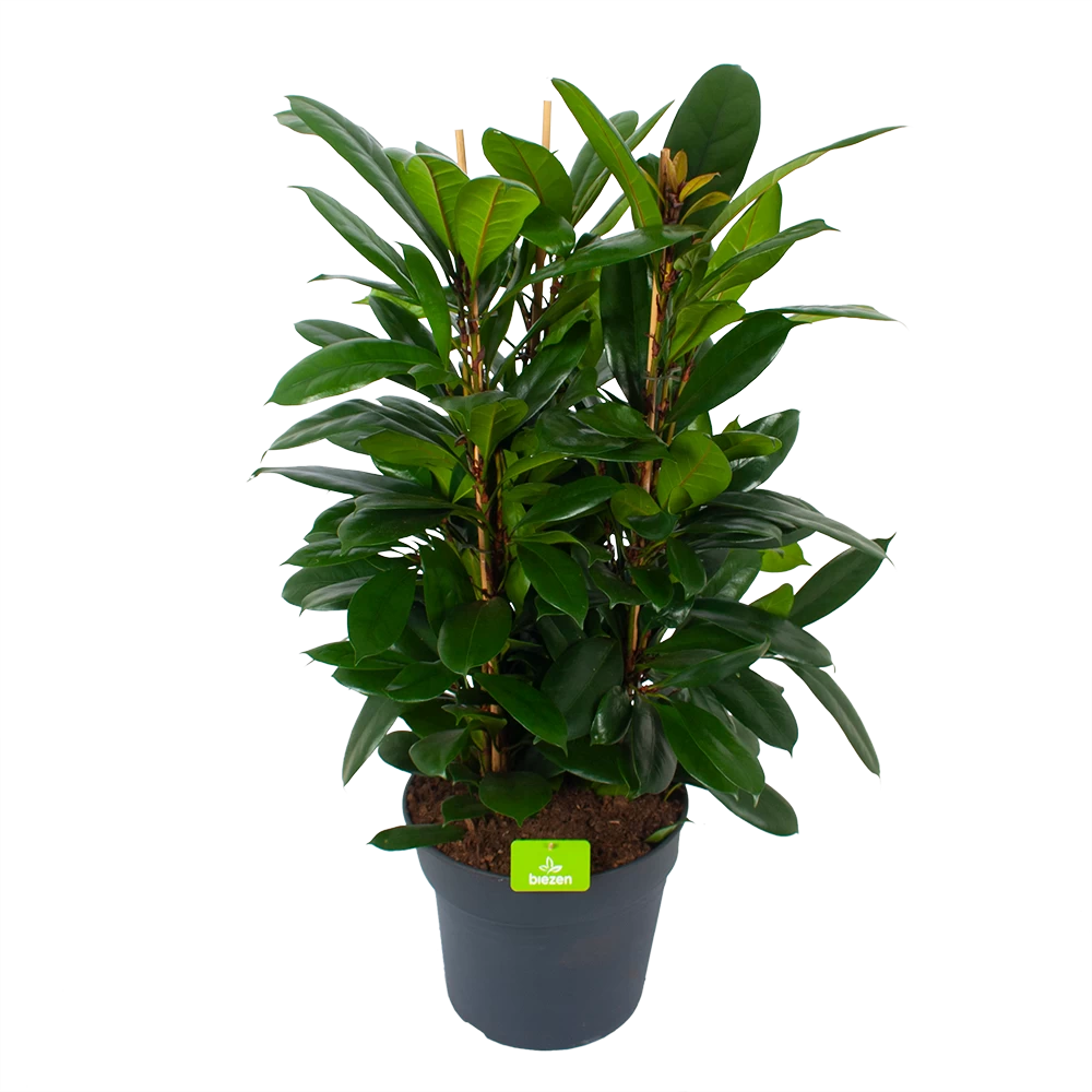 Ficus Cyathistipula - Groene Vijg - Toef - P34 H120 - Kamerplant 1 Ficus Cyathistipula - Groene Vijg - Toef - P34 H120 - Kamerplant