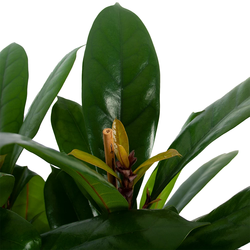 Ficus Cyathistipula - Groene Vijg - Toef - P34 H120 - Kamerplant 2 Ficus Cyathistipula - Groene Vijg - Toef - P34 H120 - Kamerplant - Afbeelding 2