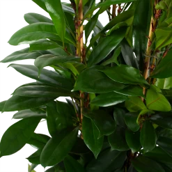 Ficus Cyathistipula - Groene Vijg - Toef - P34 H120 - Kamerplant 6 Ficus Cyathistipula - Groene Vijg - Toef - P34 H120 - Kamerplant -Kamerplanten Winkel ficus cyathistipula groene vijg toef p34 h120 6 3