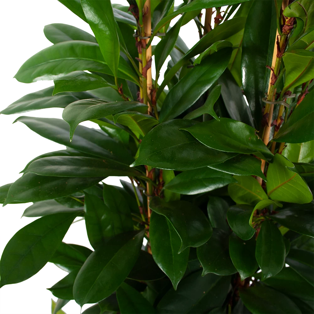Ficus Cyathistipula - Groene Vijg - Toef - P34 H120 - Kamerplant 3 Ficus Cyathistipula - Groene Vijg - Toef - P34 H120 - Kamerplant - Afbeelding 3