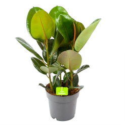 Ficus Elastica Robusta - Rubberboom - P19 H55 - Kamerplant