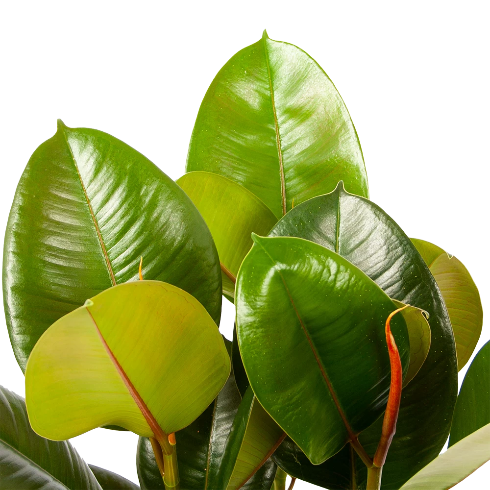 Ficus Elastica Robusta - Rubberboom - P19 H55 - Kamerplant 2 Ficus Elastica Robusta - Rubberboom - P19 H55 - Kamerplant - Afbeelding 2
