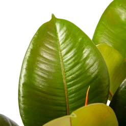 Ficus Elastica Robusta - Rubberboom - P19 H55 - Kamerplant 6 Ficus Elastica Robusta - Rubberboom - P19 H55 - Kamerplant -Kamerplanten Winkel ficus elastica robusta rubberboom p19 h55 6