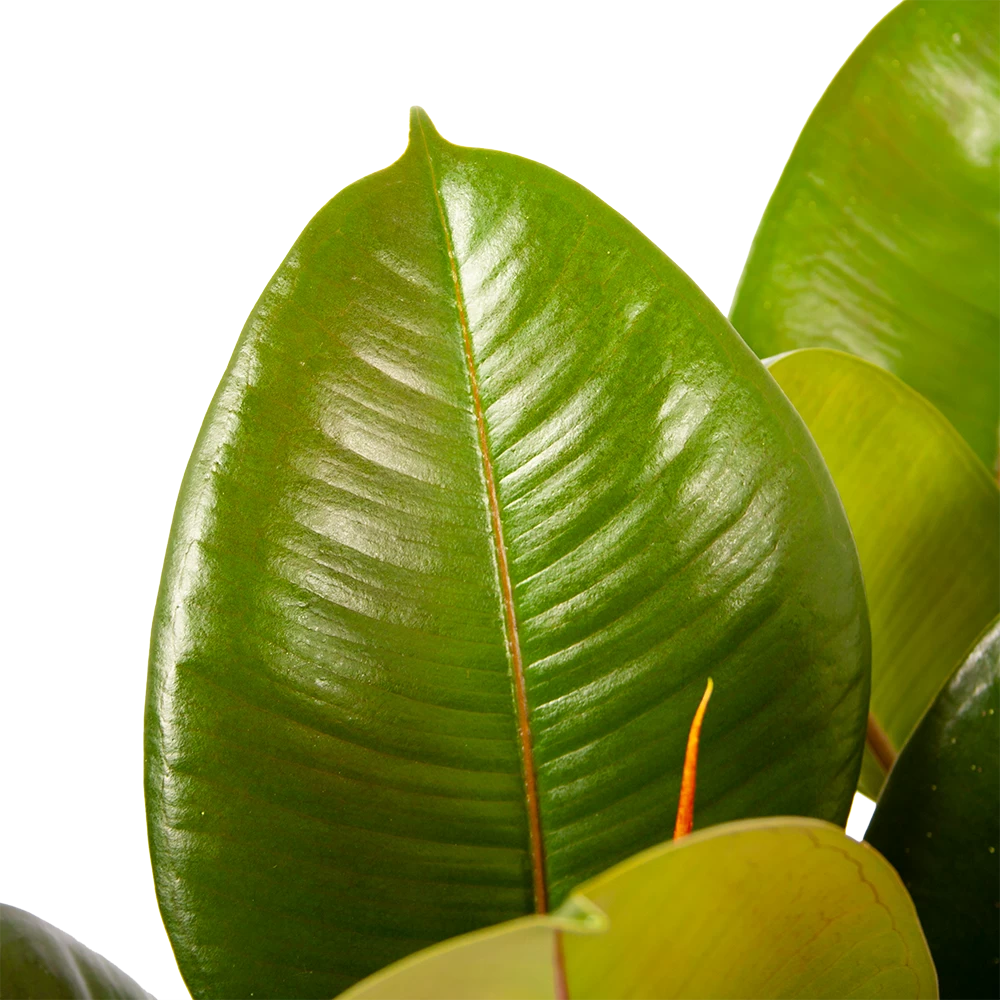 Ficus Elastica Robusta - Rubberboom - P19 H55 - Kamerplant 3 Ficus Elastica Robusta - Rubberboom - P19 H55 - Kamerplant - Afbeelding 3