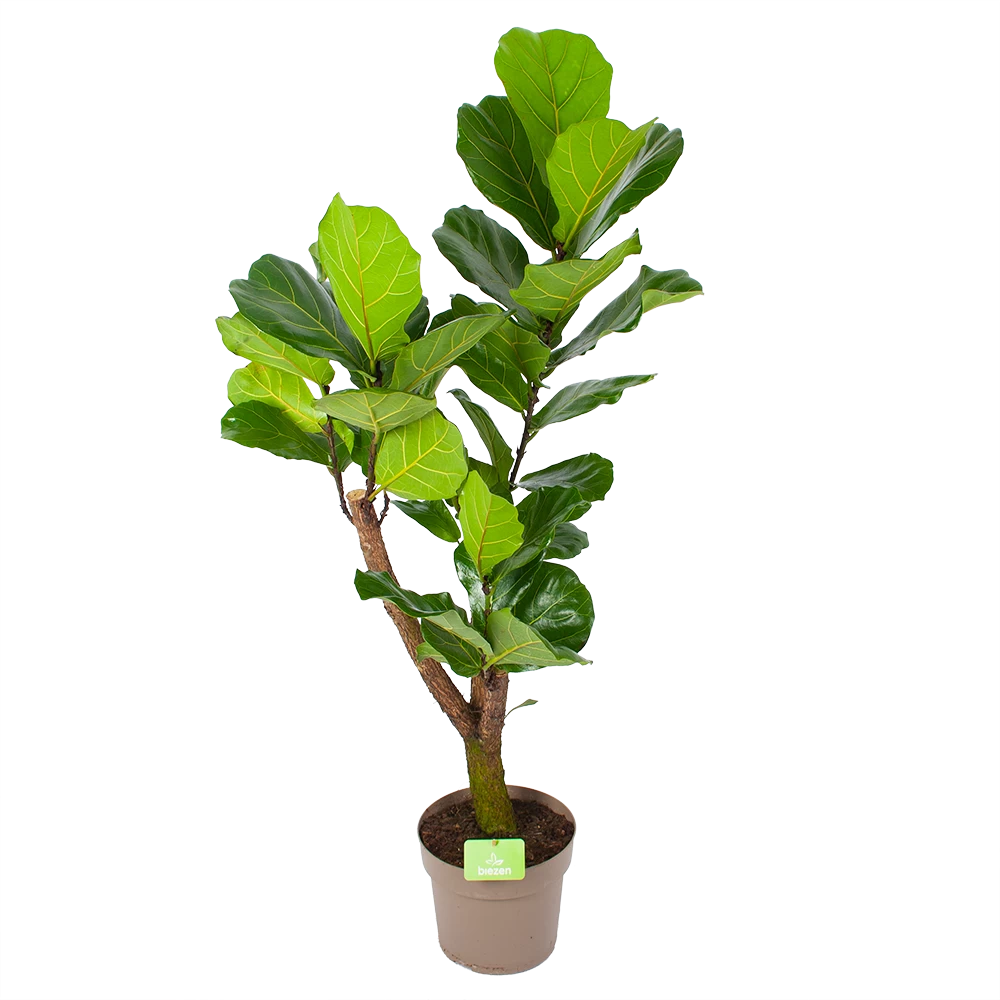 Ficus Lyrata Vertakt - Tabaksplant - P24 H130 - Kamerplant 1 Ficus Lyrata Vertakt - Tabaksplant - P24 H130 - Kamerplant