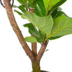 Ficus Lyrata Vertakt - Tabaksplant - P24 H130 - Kamerplant 6 Ficus Lyrata Vertakt - Tabaksplant - P24 H130 - Kamerplant -Kamerplanten Winkel ficus lyrata tabaksplant p24 h130 6 3