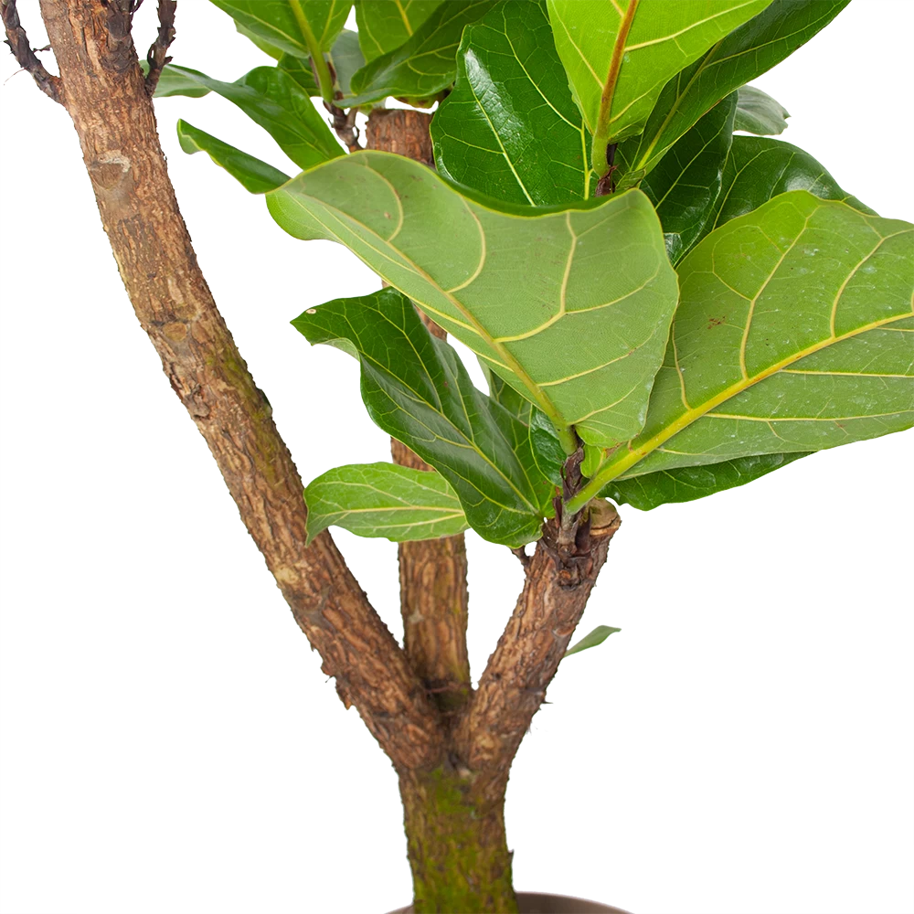 Ficus Lyrata Vertakt - Tabaksplant - P24 H130 - Kamerplant 3 Ficus Lyrata Vertakt - Tabaksplant - P24 H130 - Kamerplant - Afbeelding 3