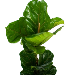Ficus Lyrata - Tabaksplant - Toef - P21 H90 - Kamerplant 6 Ficus Lyrata - Tabaksplant - Toef - P21 H90 - Kamerplant -Kamerplanten Winkel ficus lyrata tabaksplant toef p21 h90 6 1