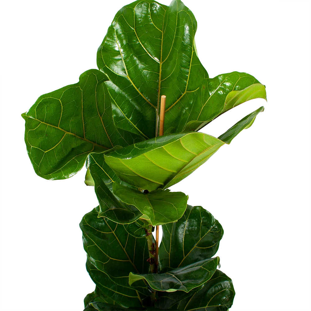 Ficus Lyrata - Tabaksplant - Toef - P21 H90 - Kamerplant 3 Ficus Lyrata - Tabaksplant - Toef - P21 H90 - Kamerplant - Afbeelding 3