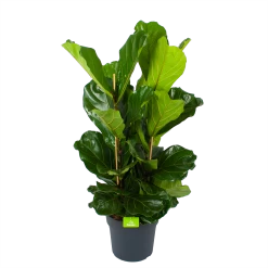 Ficus Lyrata - Tabaksplant - Toef - P34 H120 - Kamerplant