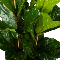 Ficus Lyrata - Tabaksplant - Toef - P34 H120 - Kamerplant -Kamerplanten Winkel ficus lyrata tabaksplant toef p34 h120 5 3