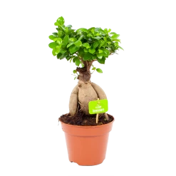 Ficus Microcarpa Ginseng - Bonsai - P17 H40 - Kamerplant