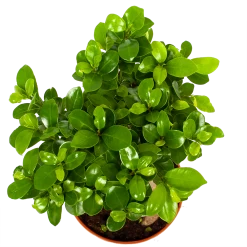 Ficus Microcarpa Ginseng - Bonsai - P17 H40 - Kamerplant -Kamerplanten Winkel ficus microcarpa ginseng bonsai p17 h40 6