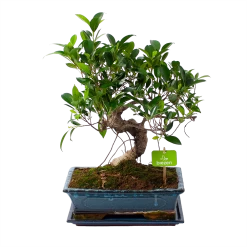Ficus Retusa Taiwan - Bonsai - P29 H50 - Kamerplant