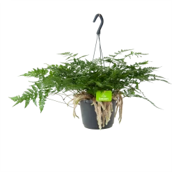 Humata Tyermannii - In Hangpot - P17 H30 - Kamerplant