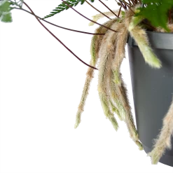 Humata Tyermannii - In Hangpot - P17 H30 - Kamerplant -Kamerplanten Winkel humata tyermannii in hangpot p17 h30 6