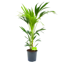 Kentiapalm - Howea Forsteriana - P21 H100 - Kamerplant