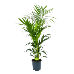 Kentiapalm - Howea Forsteriana - P24 H150 - Kamerplant