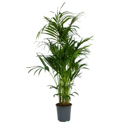 Kentiapalm - Howea Forsteriana - P27 H170 - Kamerplant