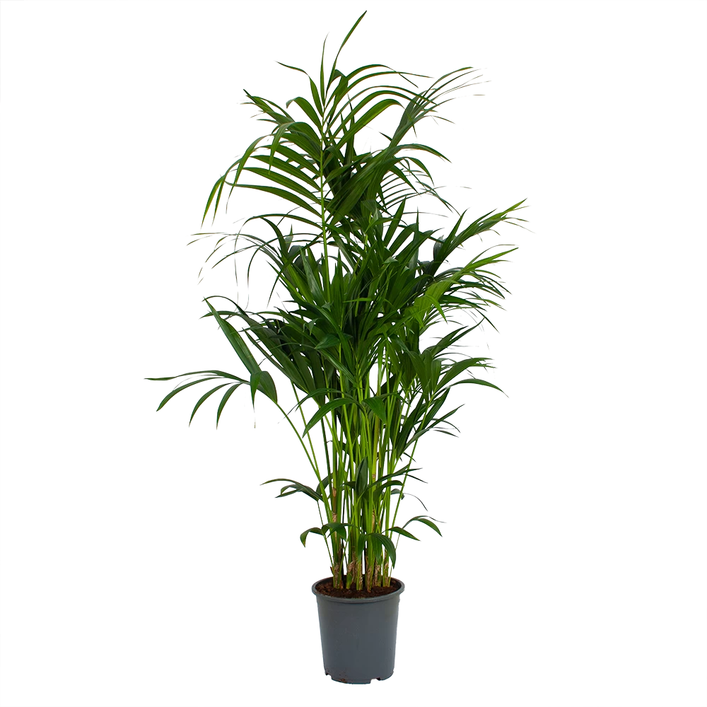 Kentiapalm - Howea Forsteriana - P27 H170 - Kamerplant 1 Kentiapalm - Howea Forsteriana - P27 H170 - Kamerplant