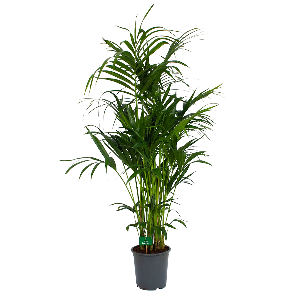 Kentiapalm - Howea Forsteriana - P27 H170 - Kamerplant 2 Kentiapalm - Howea Forsteriana - P27 H170 - Kamerplant - Afbeelding 2