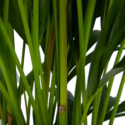 Kentiapalm - Howea Forsteriana - P27 H170 - Kamerplant 7 Kentiapalm - Howea Forsteriana - P27 H170 - Kamerplant -Kamerplanten Winkel kentiapalm howea forsteriana p27 h170 5