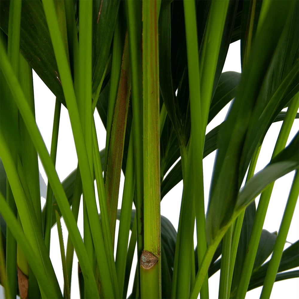 Kentiapalm - Howea Forsteriana - P27 H170 - Kamerplant 3 Kentiapalm - Howea Forsteriana - P27 H170 - Kamerplant - Afbeelding 3