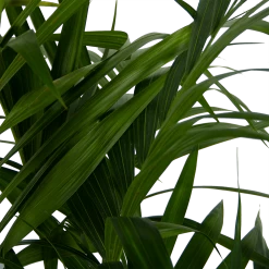 Kentiapalm - Howea Forsteriana - P27 H170 - Kamerplant 8 Kentiapalm - Howea Forsteriana - P27 H170 - Kamerplant -Kamerplanten Winkel kentiapalm howea forsteriana p27 h170 6