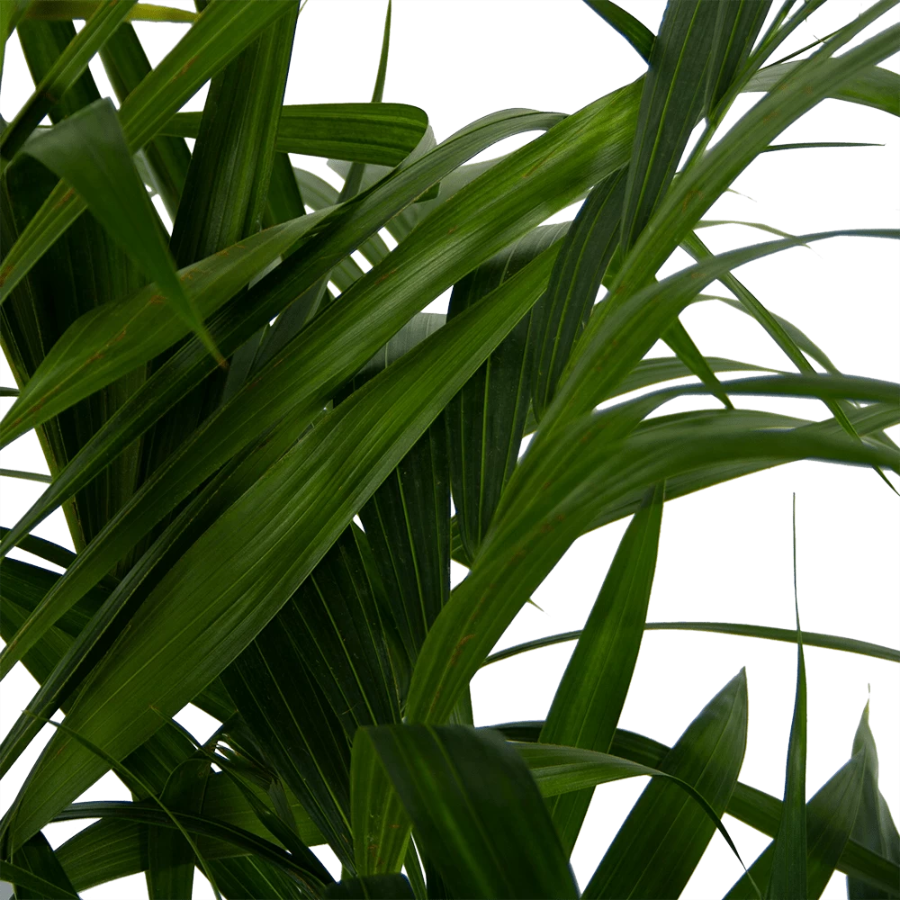 Kentiapalm - Howea Forsteriana - P27 H170 - Kamerplant 4 Kentiapalm - Howea Forsteriana - P27 H170 - Kamerplant - Afbeelding 4