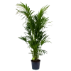 Kentiapalm - Howea Forsteriana - P32 H200 - Kamerplant