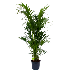 Kentiapalm - Howea Forsteriana - P32 H200 - Kamerplant