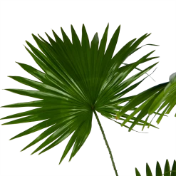 Livistona Rotundifolia - Chinese Schermpalm - P24 H100 - Kamerplant -Kamerplanten Winkel livistona rotundifolia chinese schermpalm p24 h100 kamerplant 3